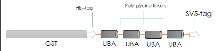 Figure 19: The tandem disposition of ubiquitin-associated domains preserves their ubiquitin-binding  capacity