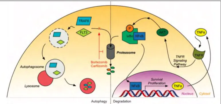 Figure 22: The proteasome has several roles in AML. Taken from (Csizmar et al., 2016)