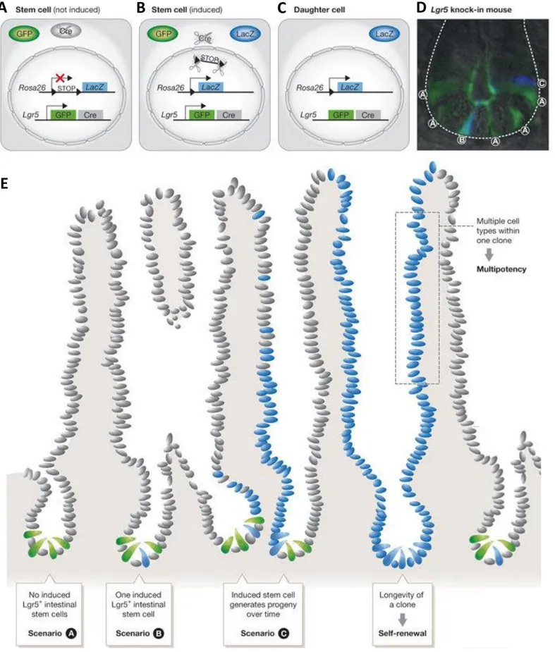 Figure 6 : Suivi du lignage in vivo