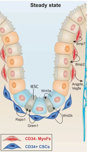 Figure 10 : Modèle du rôle des cellules mésenchymateuses dans l’homéostasie de l’épithélium intestinal