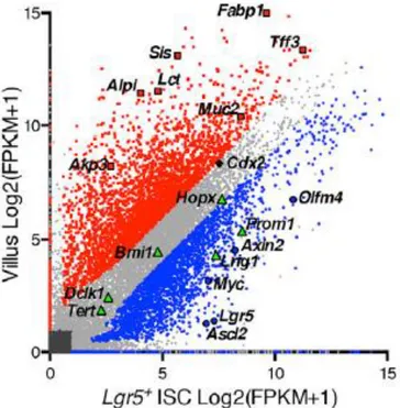 Figure 12 : Changement du transcriptome durant la différenciation des cellules souches intestinales