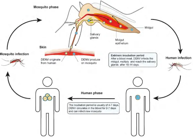 Figure 2. DENV cycle in humans and mosquitoes. 