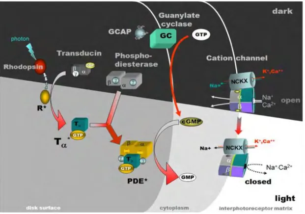 Figure 3: Phototransduction.  