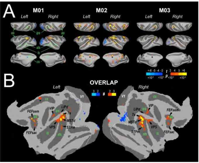 Figure  20:  A)  Statistical  parametric  maps  for  the  EC  versus  EI  contrast  in  monkeys  M01,  M02,  and  M03