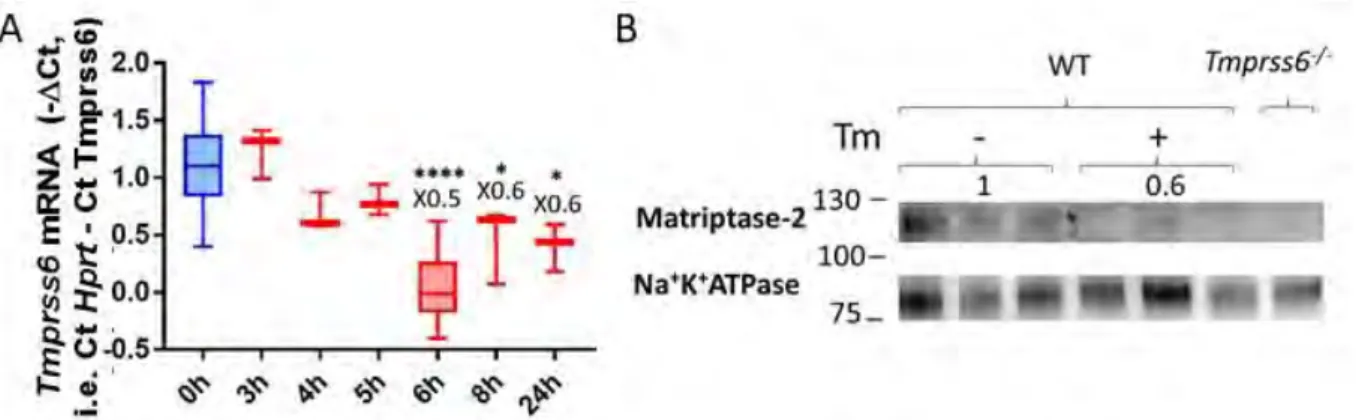 Figure 20 : Le stress du RE induit l'expression de l'hepcidine via l'inhibition de la MT2 et  un mécanisme additionnel 