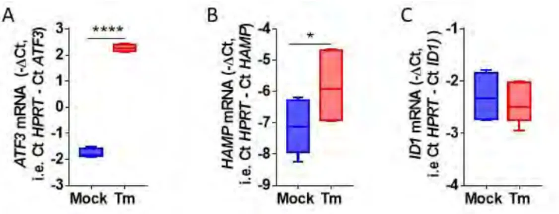 Figure 24 : La signalisation BMP-SMAD est nécessaire pour la stabilisation de l’ARNm  de l’hepcidine par HuR 