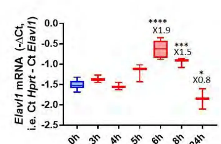 Figure 28 : Le traitement avec de la Tm n’induit pas d’augmentation de l’expression de  l’hepcidine lors du prétraitement des cellules HepG2 avec la rottlerine  