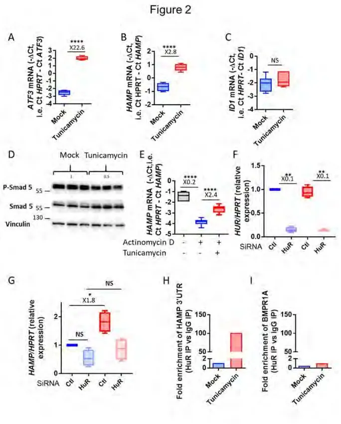 Figure  2.  ER stress  stabilizes hepcidin  mRNA through  HuR.  HepG2  cells were  treated  with  mock (blue boxes) or tunicamycin (red boxes) and analyzed for (A) ATF3 mRNA expression; (B) 