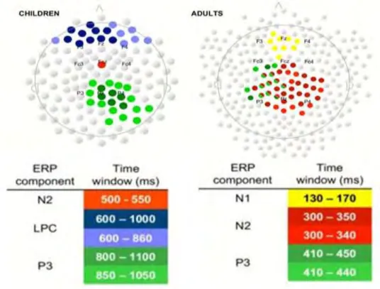 Figure 7. Distribution topographique des potentiels d’action évoquées N2 et P3 (ainsi que N1 et  LPC  non  discutés  ici)  chez  les  enfants  (128  électrodes)  et  les  adultes  (256  électrodes)