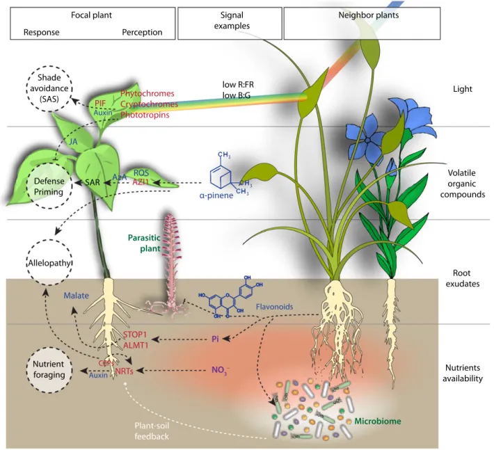 Figure 1. Neighbor detection and response strategies in plant –plant interactions.