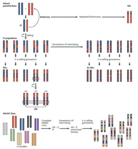 Figure  1:  Illustration  of  the  different  populations  that  can  be  used  to  map  genetic  markers  associated  with  natural  phenotypic  variation  by  traditional  QTL  mapping