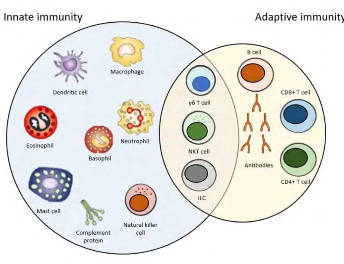 Figure 1: Overview of the immune system. The immune system is composed of the innate arm, the 