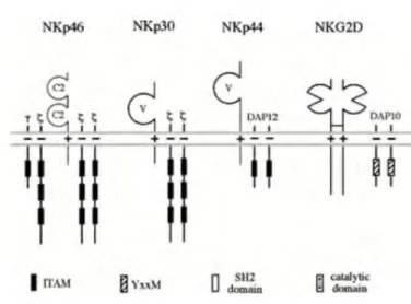 Figure 2: Natural killer cell surface receptors involved in cytolytic activity, and their association to  signaling molecules 24 