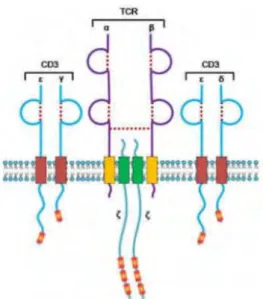 Figure 4: The TCR and its association with CD3. The TCR is composed of the α and β chains and 