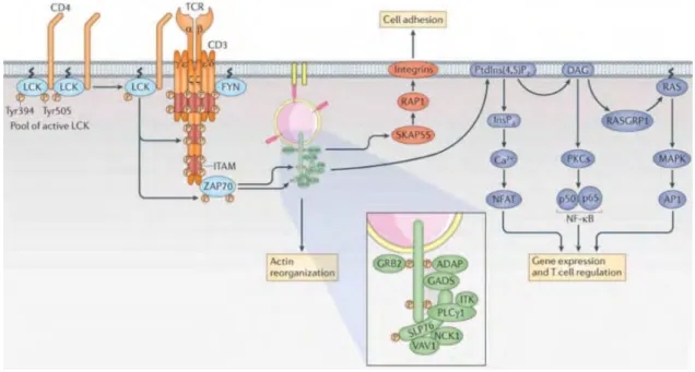 Figure 5: Pathways of TCR signal transduction 87 . 