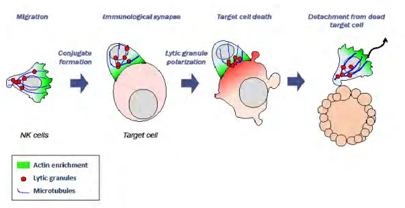 Figure 9: Dynamic steps of cytotoxicity. The main steps of cytotoxicity include migration towards 