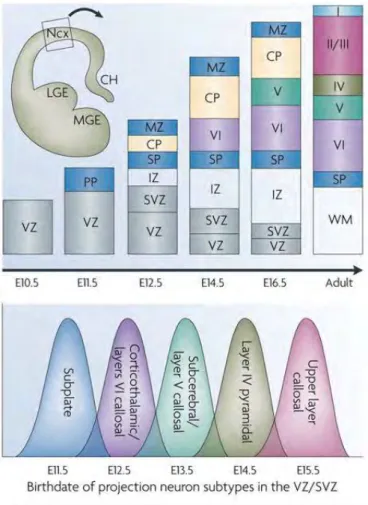 Figure  11:  Représentation  schématique  de  la  génération  des  neurones  de  projection  au  cours  de  la  corticogenèse chez la souris