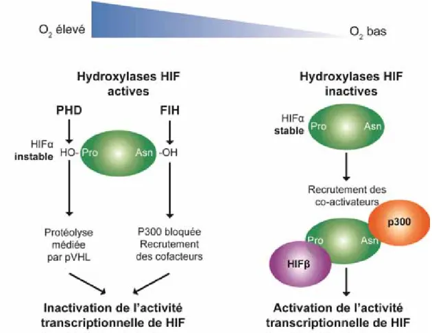 Figure 1 : Mécanisme de déstabilisation ou stabilisation du facteur de transcription HIF en  normoxie et hypoxie