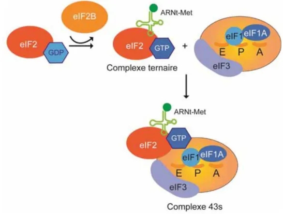 Figure 4. Formation du complexe de pré-initiation 43S. Echange du GDP d’eIF2 en GTP par  l’échangeur eIF2B ou GEF ; recrutement de l’ARNt initiateur ARNti-Met et de la sous-unité 40S du  ribosome par eIF1, eIF1A et eIF3 : formation du complexe de pré-initi