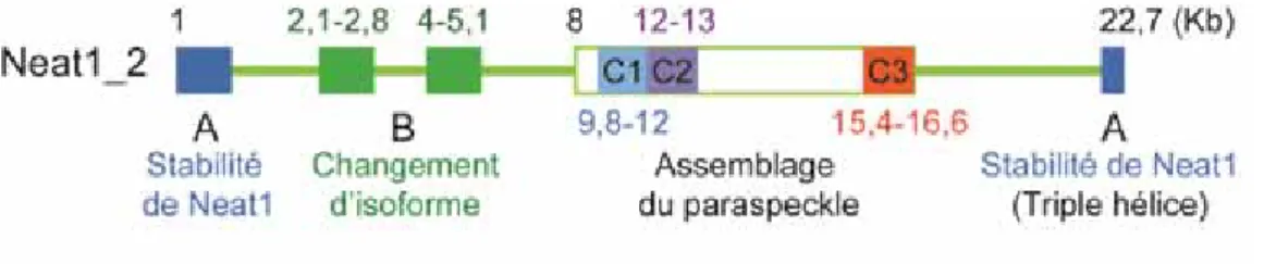 Figure 14. Les domaines structuraux de Neat1. Adapté de Hirose, T., Yamazaki, T. &amp; Nakagawa,  S