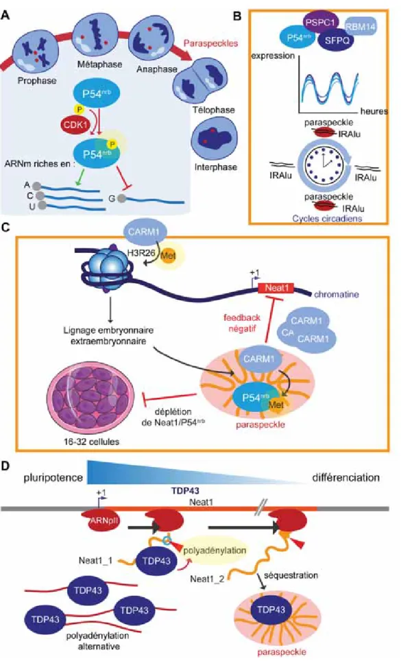 Figure 15. Rôle de Neat1 et du paraspeckle lors de différents processus physiologiques