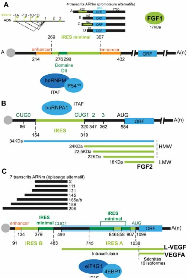 Figure 17. Régulations transcriptionnelle et traductionnelle des facteurs de croissance des  fibroblastes FGF1 et FGF2 et du facteur de croissance de l’endothélium vasculaire VEGFA