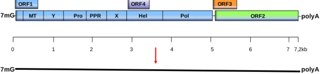 Figure 5  : Organisation du génome du virus de l’hépatite E. 