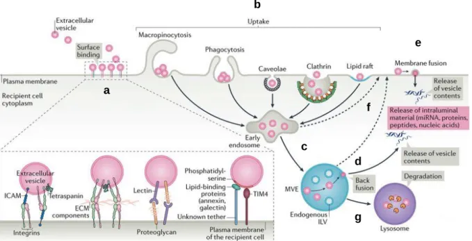 Figure 14 : Capture des exosomes par la cellule receveuse et transfert de 