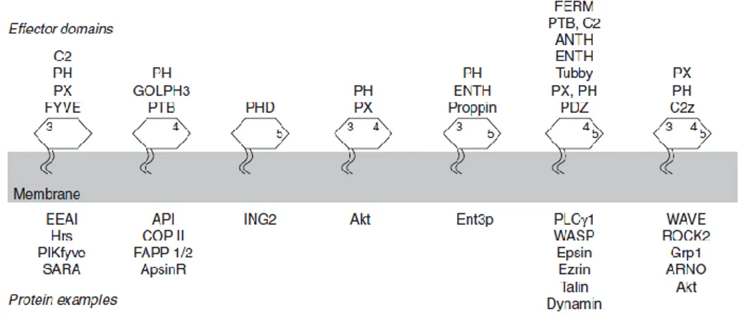 Figure 17 : Domaines de liaison protéique de différents phosphatidylinositol. 