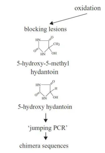 Figure 5: Formation de dérivés hydantoïne bloquant l’amplification par la polymérase et  favorisant la création de séquences chimères par « jumping PCR » (Cooper 2004)