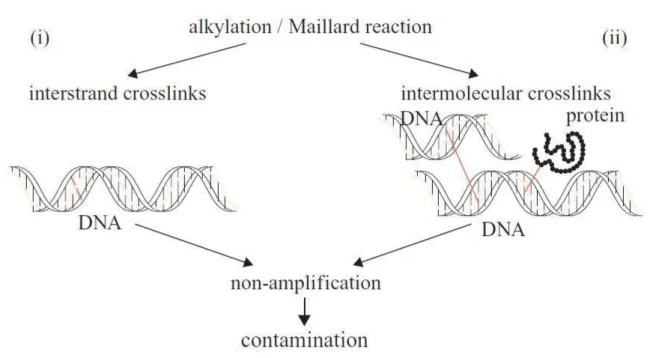 Figure 6: Différents types de cross-links : (i) cross-link entre les brins d’un même ADN par  alkylation ; (ii) cross-links entre molécules dus à la réaction de Maillard