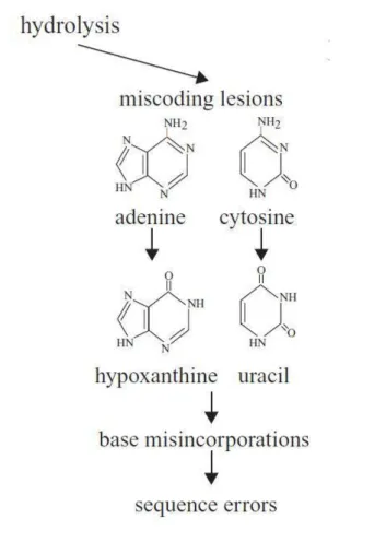 Figure 7: Lésion hydrolytique des bases azotées adénine et cytosine transformées  respectivement en hypoxanthine et uracile et entraînant une erreur lors de l’amplification par 