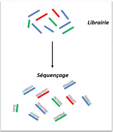 Figure 11: Technique shotgun, toutes les molécules ADN de la librairie sont séquencées