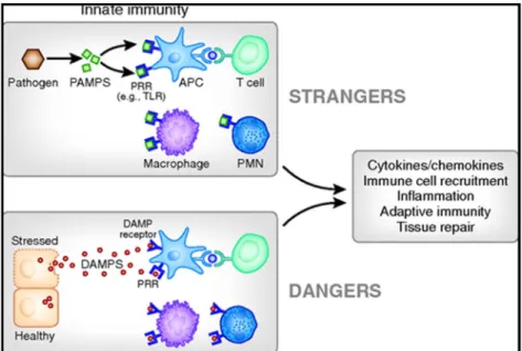 Figure 4. L activation de l immunité innée par les PAMPs et DAMPs. Les PRR, tels que les TLR, exprimés à la surface des APC reconnaissent les PAMPs et DAMPs et activent l immunité innée qui sera suivie d une inflammation et l activation de l immunité adaptative (34).