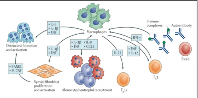 Figure 8. Rôle  des  macrophages  dans  la  physiopathologie  de  la  PR. Les  macrophages secrètent des cytokines  impliquées  dans  le  recrutement  de  monocytes/PNN, la  polarisation  des  lymphocytes  T, l activation des fibroblastes synoviaux et la g