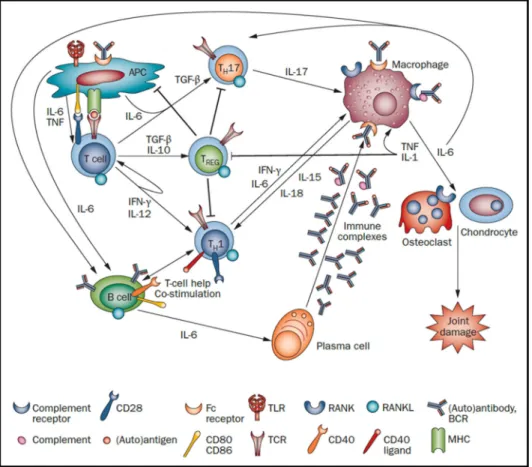 Figure 10. Physiopathologie de la PR et rôle de l immunité adaptative. Les APC présentent les antigènes aux  lymphocytes  T  qui  vont  se  différencier  en  lymphocytes  Th1  et  Th17