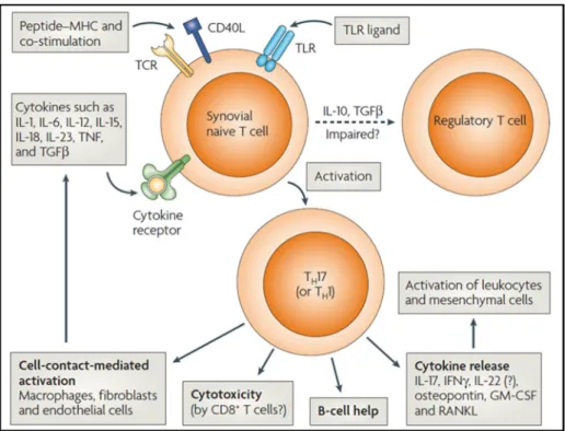 Figure 12. L activation des LT synoviaux dans la PR. Les lymphocytes Tregs sont présents au niveau des articulations mais leur activité régulatrice n est pas optimale