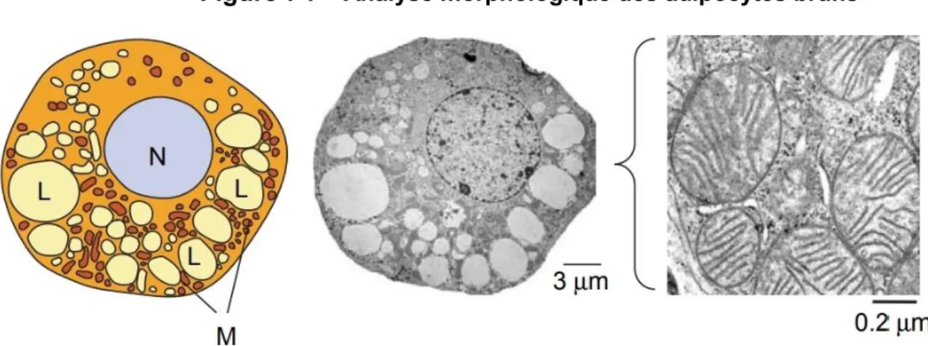Figure 7 :  Analyse morphologique des adipocytes bruns