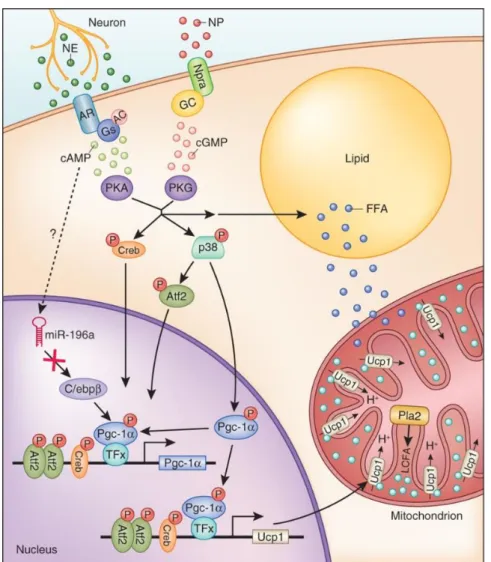 Figure 9 :  Activation de la thermogenèse dans les adipocytes beiges et bruns par les  catécholamines et les peptides natriurétiques 