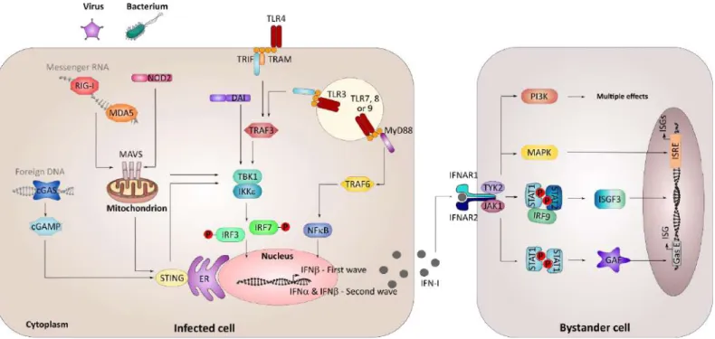 Figure 2: Type I interferon induction and signaling pathway (adapted from [18], [19]) 