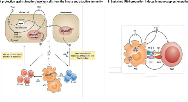 Figure 3: Immuno-suppression induced by IFN-I (from [18]) 