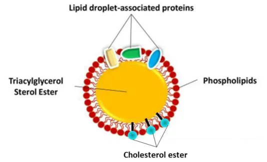 Figure 12: Lipid bodies structure (adapted from [198]) 