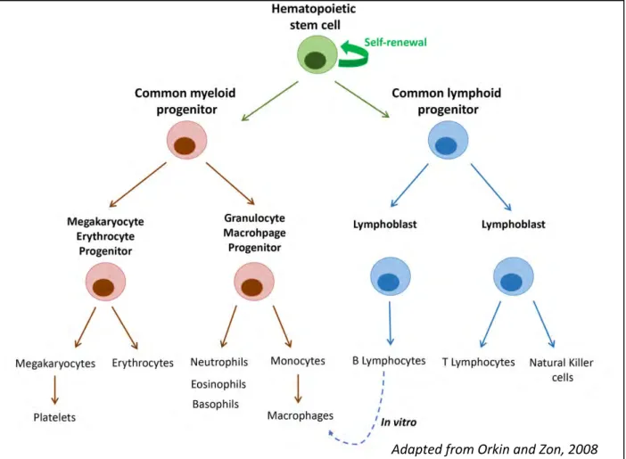 Figure 1: Representation of the mammalian hematopoietic tree 