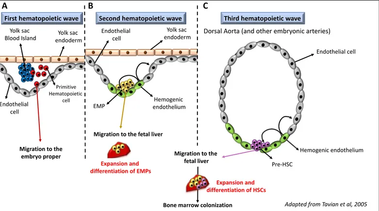 Figure 2: Embryonic waves of hematopoiesis in mammals 