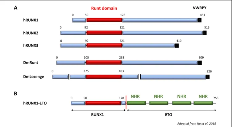 Figure 3: RUNX transcription factors 