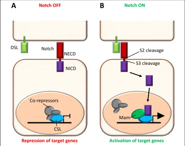 Figure 4: Overview of the Notch signaling pathway.  