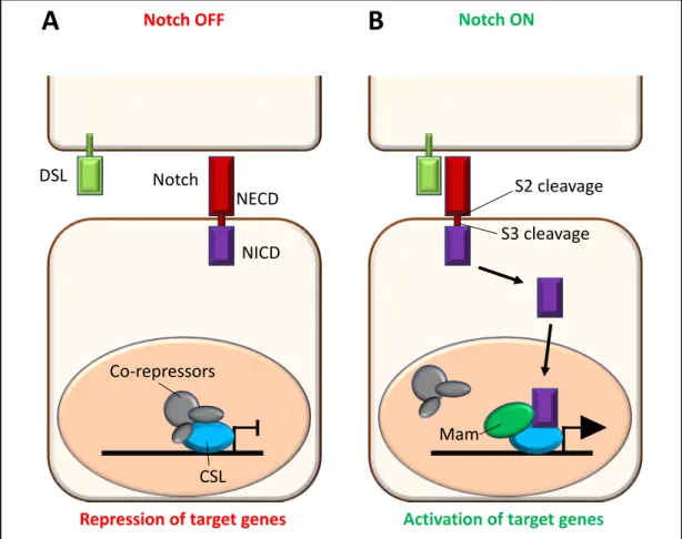 Figure 4: Overview of the Notch signaling pathway.  