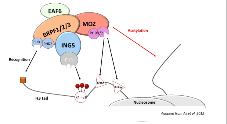 Figure 6: The ING5 acetylation complexes  