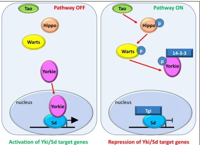Figure 9: Overview of the Hippo signaling pathway in Drosophila 