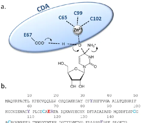 Figure 7 : a. Intermédiaire réactionnel de la transformation de la cytidine par la  CDA